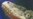 Polar Dinosaur Tracks Discovered in Australia