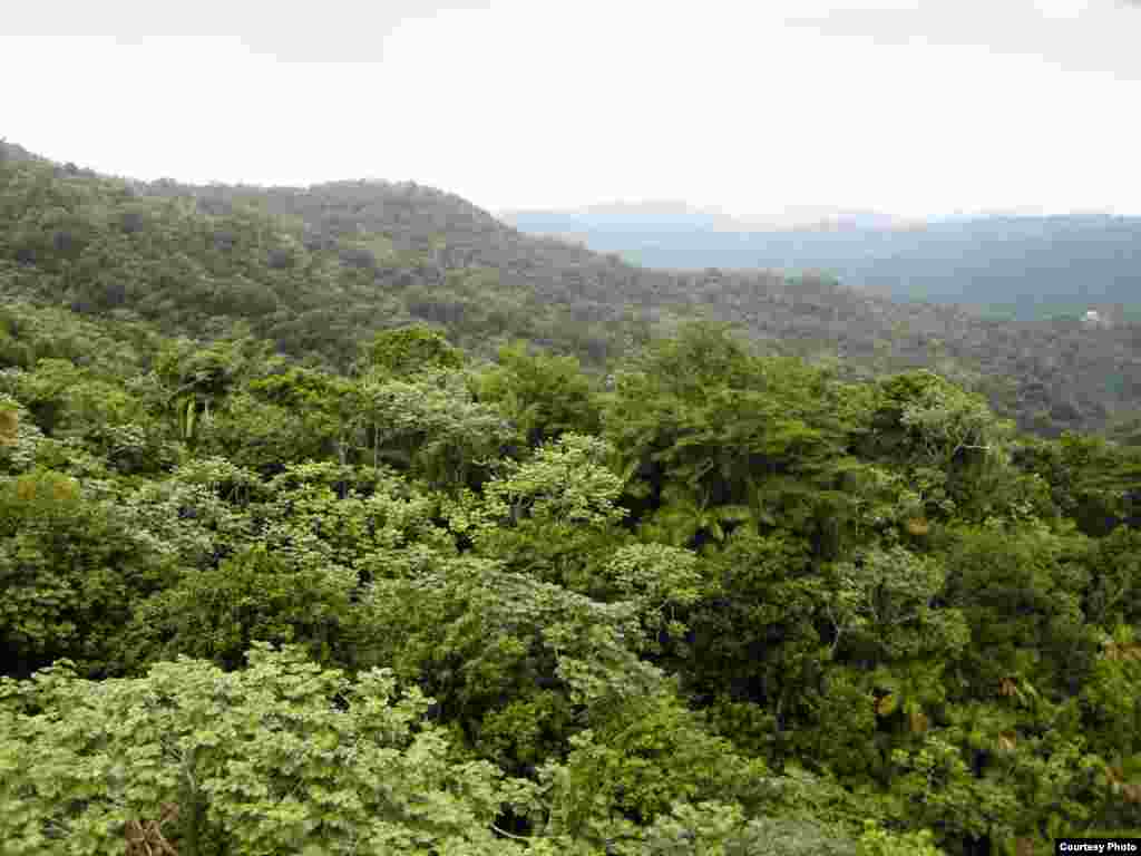 The tropical mountain forests are a complex patchwork of different chemicals that evolved over time to help them adapt to geological conditions, land use and pests. (Greg Asner)