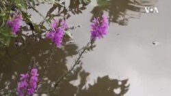 Healing the Anacostia River ...