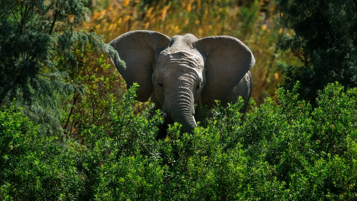 africas-elephants-now-endangered-by-poaching-habitat-loss