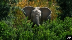 FILE- A desert elephant is photographed in the Kaokoland near Puros, northern Namibia, in Kruger National Park, South Africa, in this Aug. 6, 2013 file photo. Increasing threats of poaching and loss…