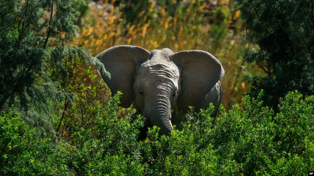 Africa's Elephants Now Endangered by Poaching, Habitat Loss