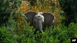 FILE- An elephant in the Kaokoland near Puros, northern Namibia, in Kruger National Park, South Africa, Aug. 6, 2013.