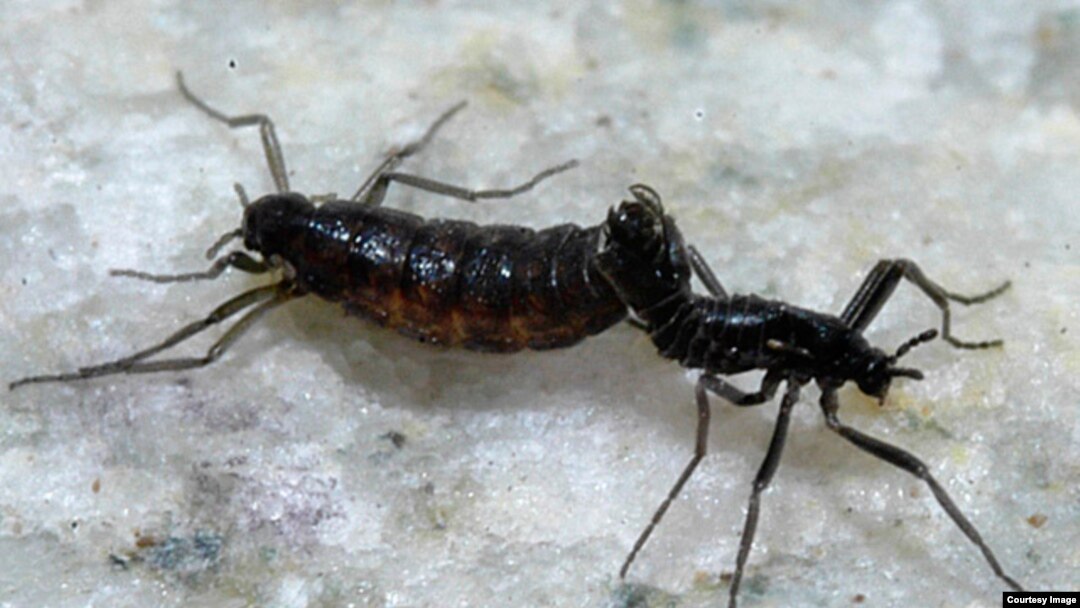 Belgica antarctica adults mating: larger female on left and male on right. (Credit: Richard E. Lee, Jr.)