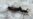 Scientists Sequence Smallest Genome Ever With Antarctic Fly