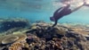 โครงการลดมลภาวะแนวปะการังยักษ์ Great Barrier Reef ยังไม่ประสบผลสำเร็จ