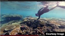 A diver at the Great Barrier Reef. (Courtesy World Wildlife Fund)