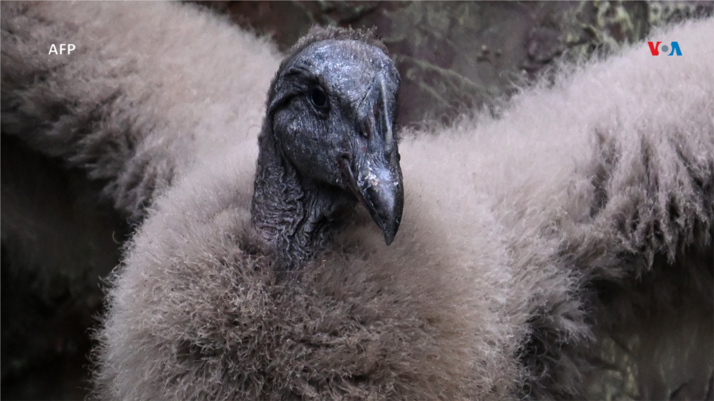 El polluelo cumple ahora 3 meses de edad y extiende sus alas en un aviario de la Fundación Parque Jaime Duque, Tocancipá, Colombia.
