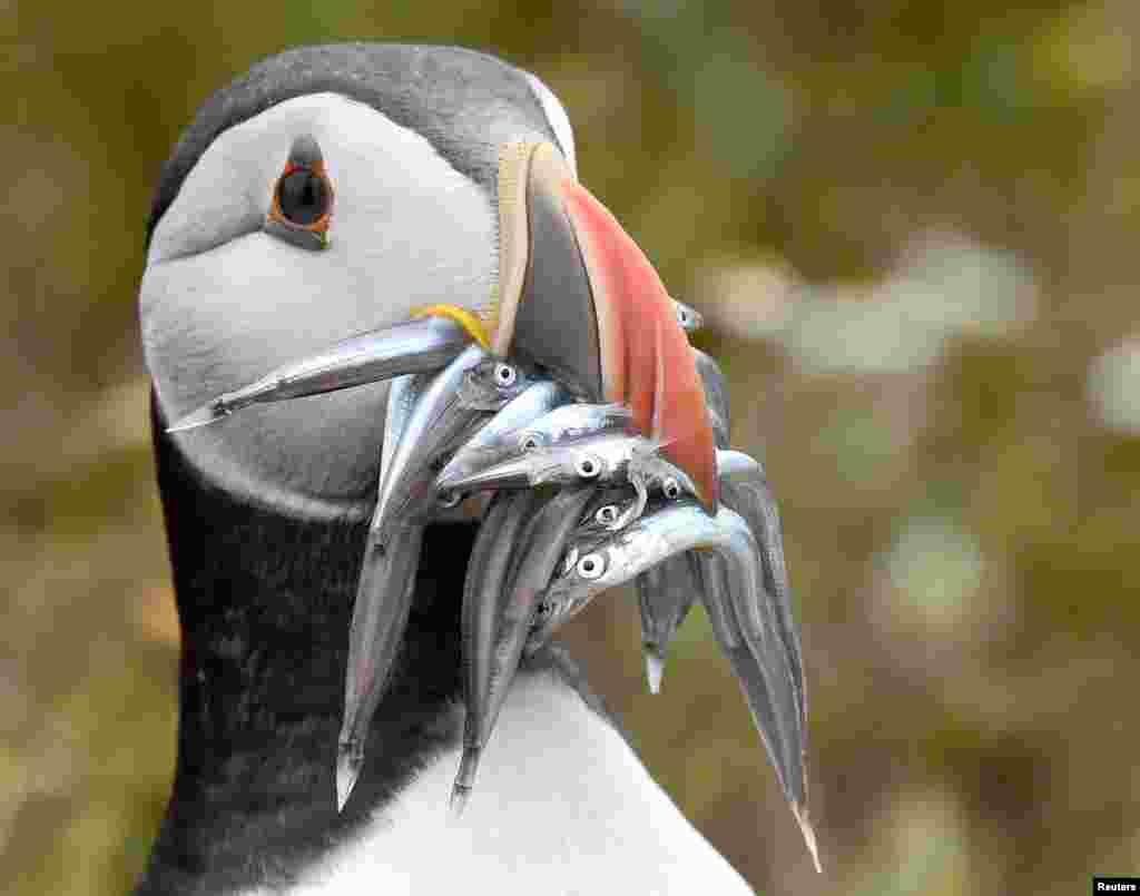 Seekor burung laut Atlantik menangkap belut-belut pasir dengan paruhnya di pulau Skomer, di pantai Pembrokeshire, Wales.