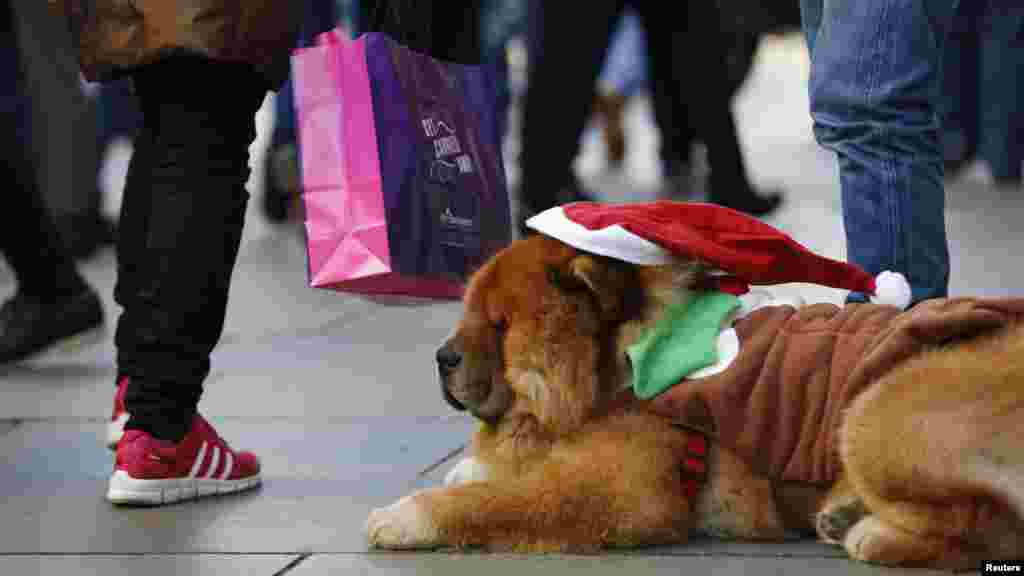 Un chien avec un chapeau de Père Noël dans une rue afin de récolter des fonds pour une fondation contre la maltraitance des animaux, Londres, 20 décembre 2014. &nbsp;