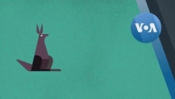 ক্যাঙ্গারু আদালত কী?