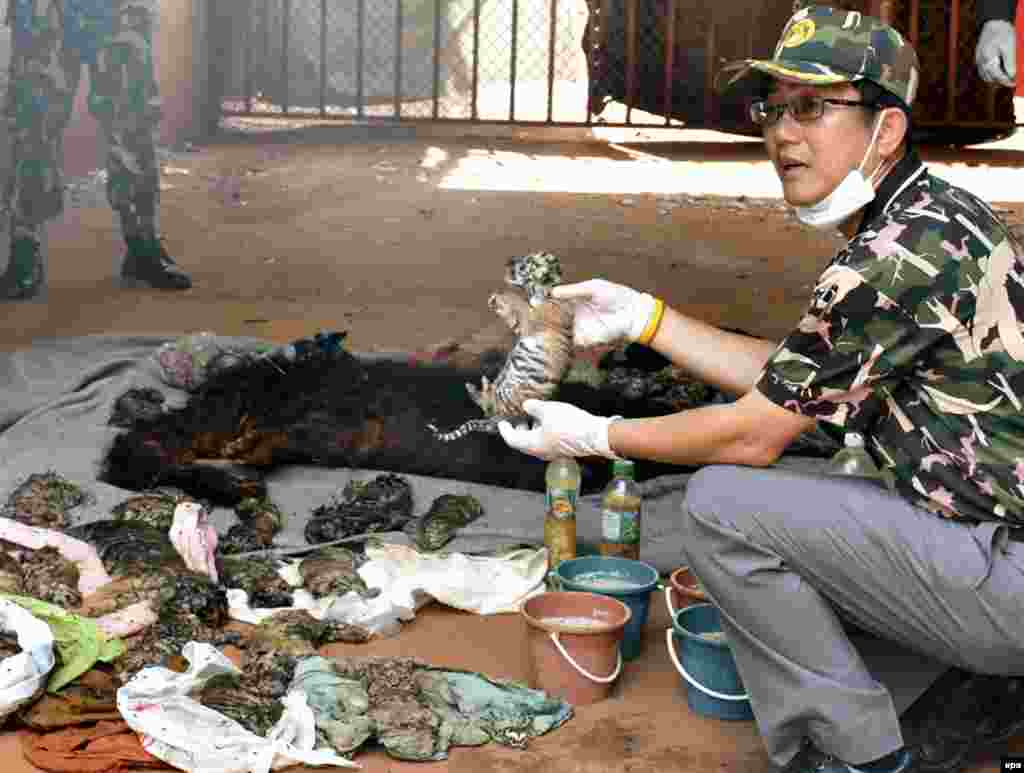 A Thai wildlife official displays carcasses of dead tiger cubs found during a raid at the Tiger Temple in Kanchanaburi Province, Thailand.