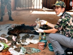 FILE - A Thai wildlife official displays carcasses of dead tiger cubs found during a raid at the Tiger Temple in Kanchanaburi Province, Thailand, 01 June 2016.