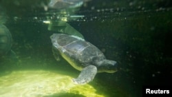 Las autoridades han implementado exitosas medidas como protección de playas, disminución de la captura de las tortugas por parte de los pescadores y la prohibición directa de matarlas, informó NOAA.