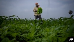 Ratna Raju a farmer who is part of a collective who practice natural farming, harvests spinach at his farm in Pedavuppudu village, Guntur district of southern India's Andhra Pradesh state, Monday, Feb. 12, 2024. (AP Photo/Altaf Qadri)