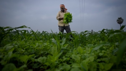 In India, Some Say Natural Farming Is Answer to Extreme Weather