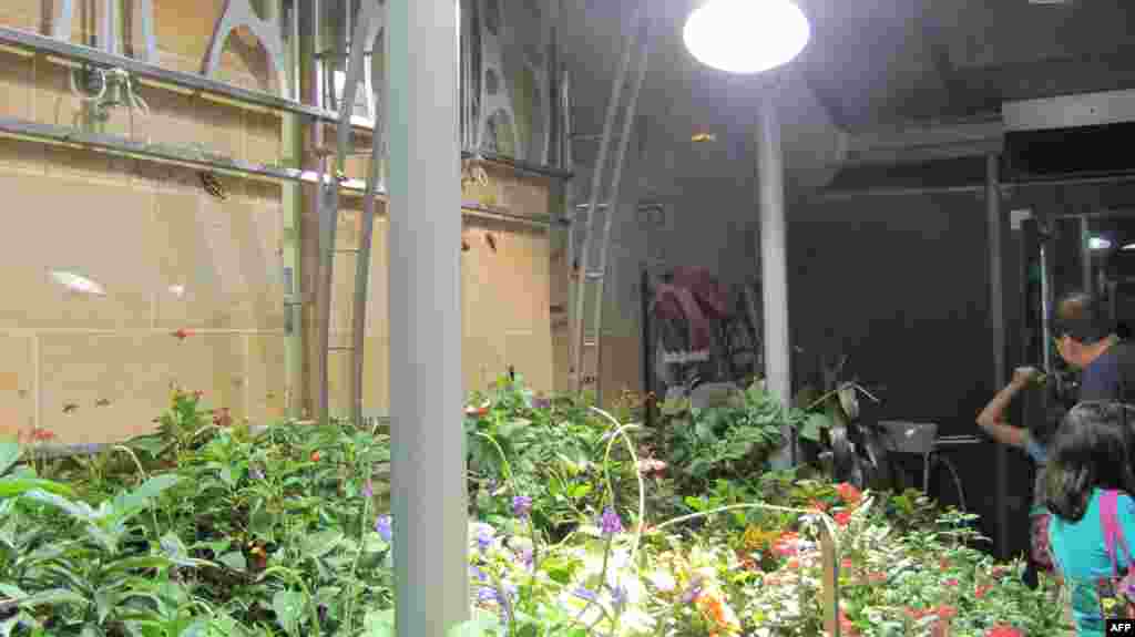 Amerikan Doğa Tarihi Müzesi: Kelebekler