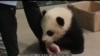 視頻報導﹕熊貓寶寶將於1月18日公開亮相