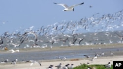 Raccoon Island, a protected bird breeding sanctuary south of Louisiana, is one of several islands being surveyed for oil debris.