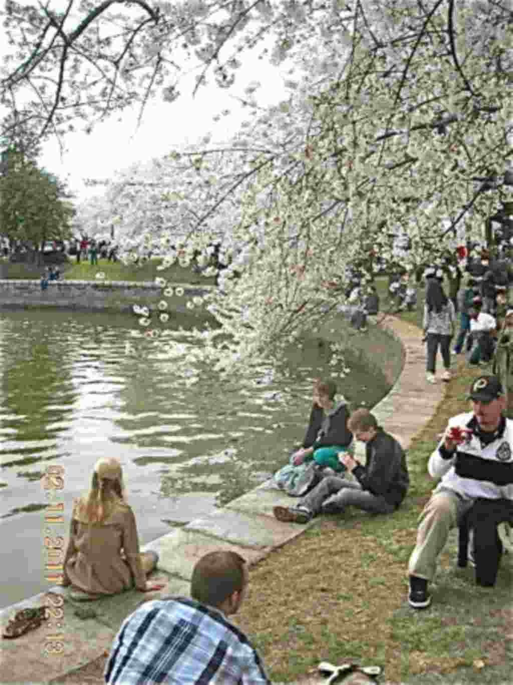 فستیوال شکوفه های گیلاس در واشنگتن ۲۰۱۱