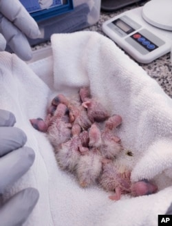 En esta foto del Instituto de Conservación Tropical de la Universidad Internacional de Florida, se ven los polluelos de loros amazónicos recién nacidos, en Loxahatchee, Florida, el domingo 26 de marzo de 2023. (Instituto de Conservación Tropical de FIU vía AP)