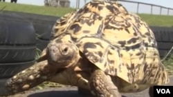 Fastest Tortoise