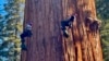 Researchers climb General Sherman, the world's largest tree, in Sequoia National Park, Calif. on Tuesday, May 21, 2024. They inspected the 275-foot tree for evidence of bark beetles, an emerging threat to giant sequoias. (AP Photo/Terry Chea)
