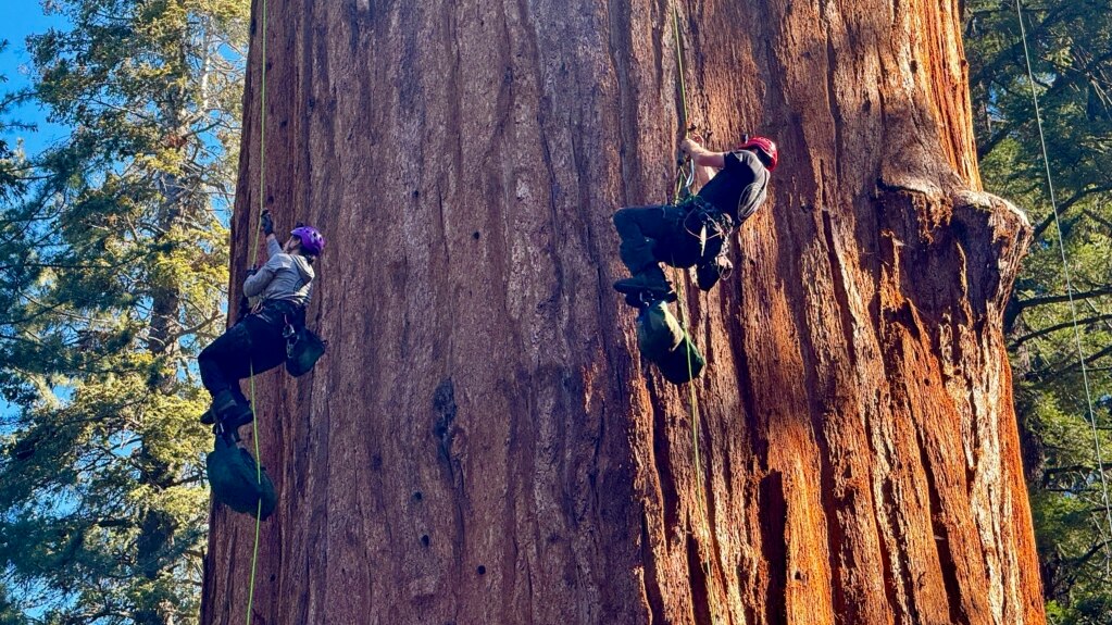 World’s Largest Tree Passes Health Check