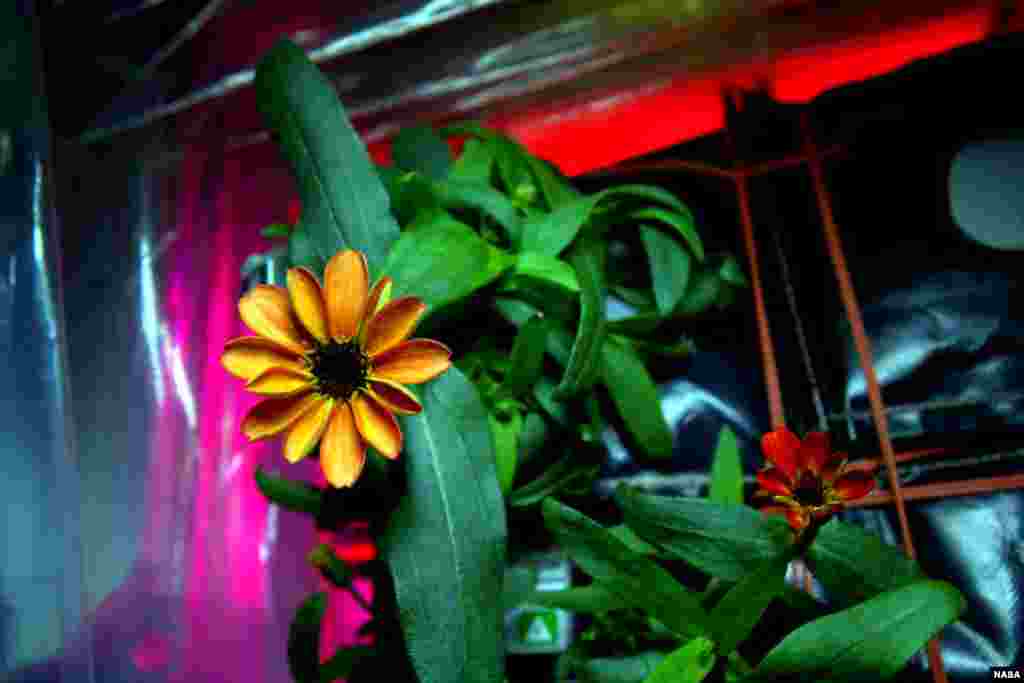 On Jan. 16, 2016, Expedition 46 Commander Scott Kelly shared photographs of a blooming zinnia in the Veggie plant growth system aboard the International Space Station. Kelly wrote, &quot;Yes, there are other life forms in space! #SpaceFlower #YearInSpaceFlower.