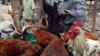 Démantèlement d'un trafic de volailles avariées au Burkina Faso