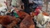 Une foule se rue sur des poulets avariés enterrés dans une décharge en Sierra Leone