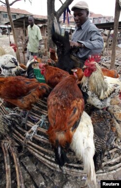 Akusavunyelwa ukuthengisa inkukhu zeZimbabwe kwele South Africa leBotswana.