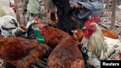 Des poulets à vendre à Nairobi, Kenya, le 19 actobre 2005.