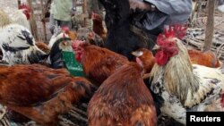 Un kéyan met ses poules à vendre dans un marché à Nairobi, Kenya, le 19 octobre 2005.