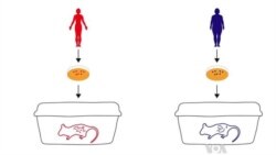 Microbes May Contribute to Obesity