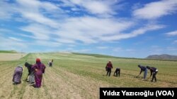 Refugjatët sirianë duke punuar në një arë në Turqi
