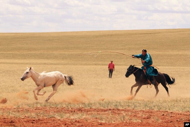 FILE - A herder tracks a horse on an open plain in Inner Mongolia, China, July 2019. (Ludovic Orlando/Centre for Anthropobiology and Genomics of Toulouse, CAGT via AP)