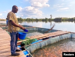 FILE - Boris Youdom Kamgo, 32, a fish farmer and founder of Agro Worl Goup (AWG) feeds fish in his fish farming pond on the Dibamba river, near Douala, Cameroon, June 24, 2021.