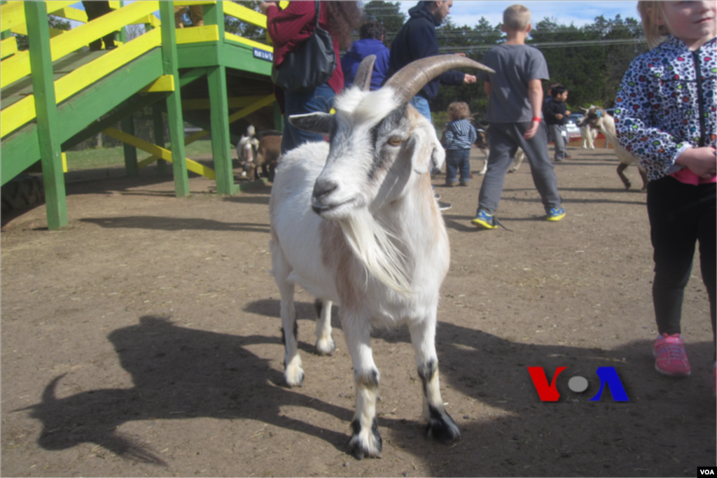 پُراعتماد بکری کا تصویر کھچوانے کا شوق 