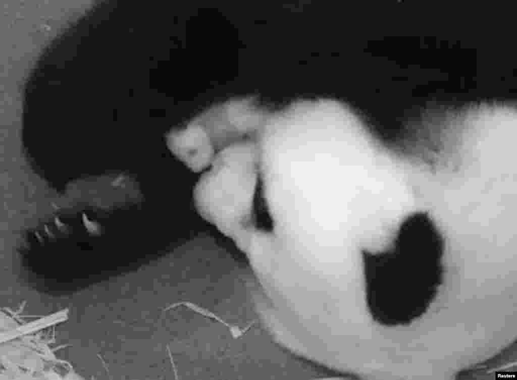 Giant panda Mei Xiang snuggles her cub at the Smithsonian National Zoo in Washington, D.C., USA. The cub, which has yet to be named, was born to 15-year-old panda Mei Xiang in the zoo and tests showed the father is 16-year-old Tian Tian of the same zoo.