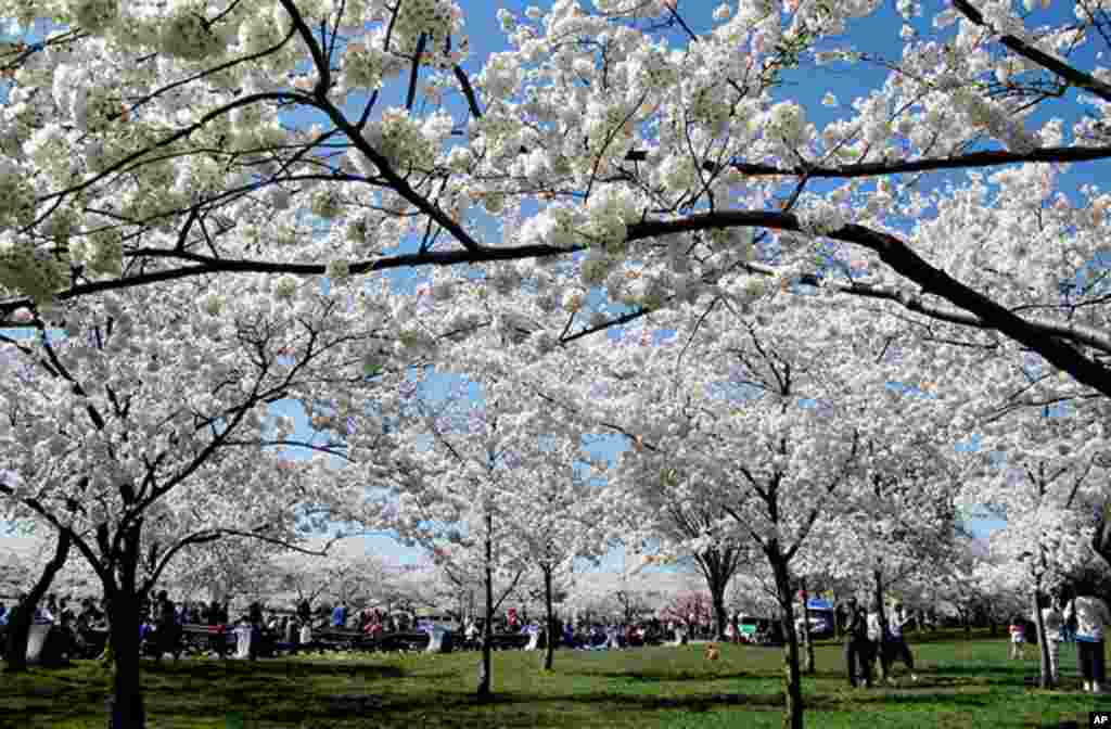 [워싱턴 D.C. 벚꽃 축제] 워싱턴의 봄