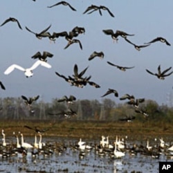 A flock of geese take flight from a rice field near East Nicolaus, California (File)