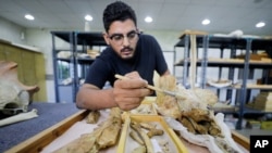 Abdullah Gohar, a researcher at El Mansoura, university works on renovating the 43 million-year-old fossil of a previously unknown four-legged amphibious whale called "Phiomicetus Anubis." (REUTERS/Mohamed Abd El Ghany)