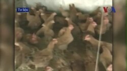 Phát hiện virus cúm gia cầm H5N6 đầu tiên ở Việt Nam
