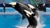 SeaWorld pone fin a cría de orcas