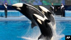 Las ballenas asesinas han atraído a millones de visitantes a SeaWorld.