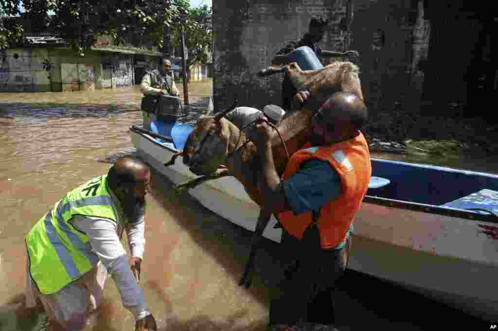 Pakistani rescue workers evacuate a goat from a flooded area following heavy monsoon rains in Wazirabad, some 100 kilometers (65 miles) north of Lahore, Sept. 7, 2014.