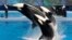 Las ballenas asesinas han atraído a millones de visitantes a SeaWorld.