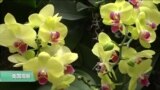 美国观察2018年3月8日