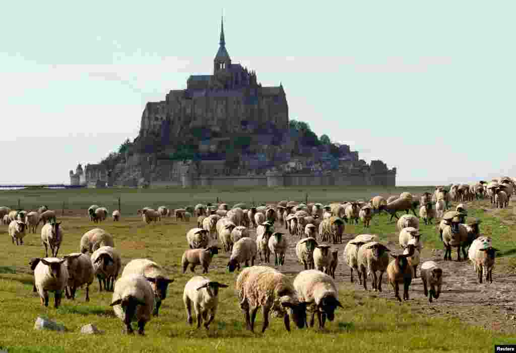 Sheep eat grass near the deserted Mont Saint-Michel in the western French region of Normandy, during a national lockdown to slow the spread of the COVID-19.